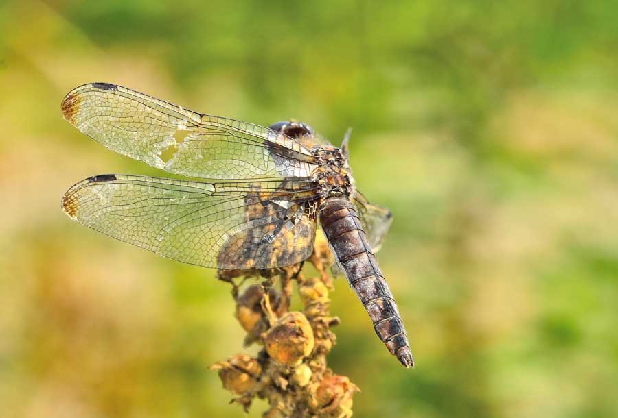 Da identificare - Libellula fulva (vecchia femmina)