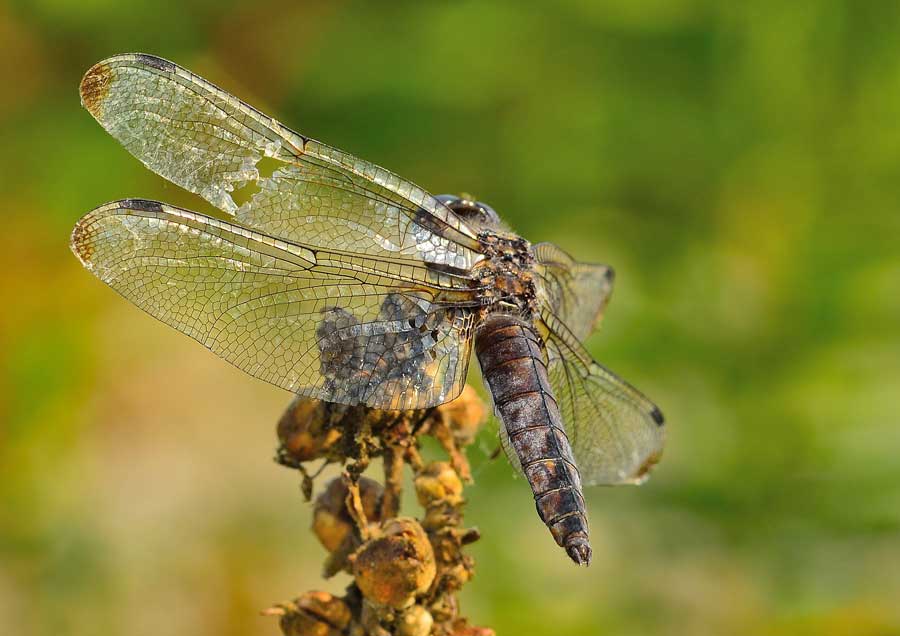 Da identificare - Libellula fulva (vecchia femmina)