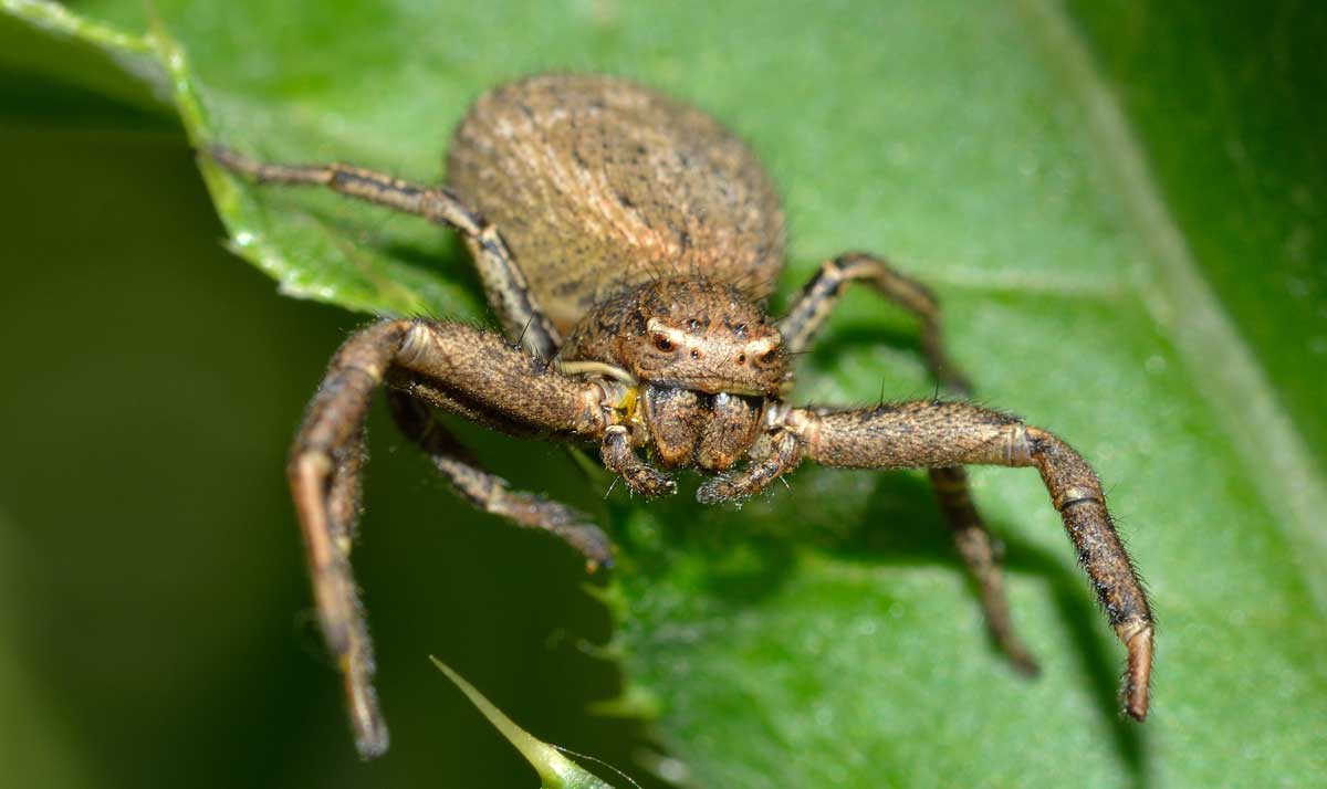 Xysticus sp. - Novara (NO)