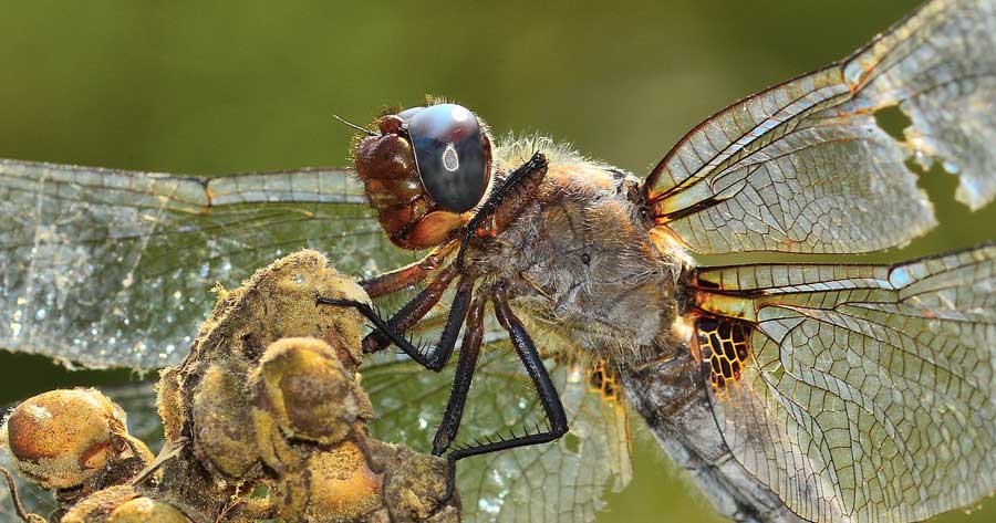 Da identificare - Libellula fulva (vecchia femmina)