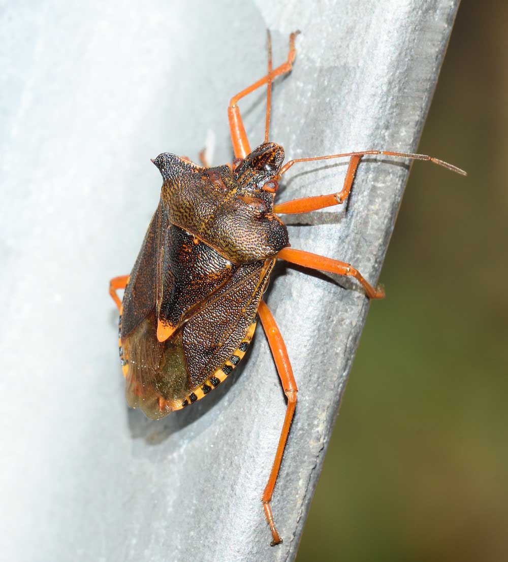 Pentatoma rufipes