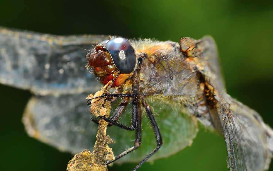 Da identificare - Libellula fulva (vecchia femmina)