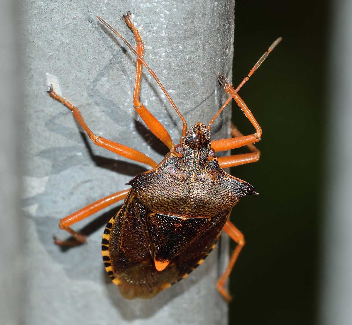 Pentatoma rufipes