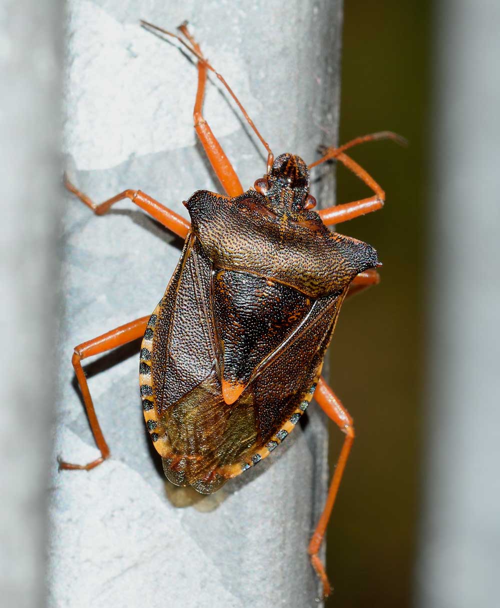 Pentatoma rufipes