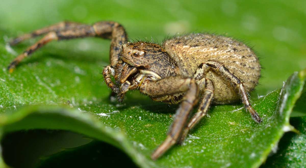 Xysticus sp. - Novara (NO)