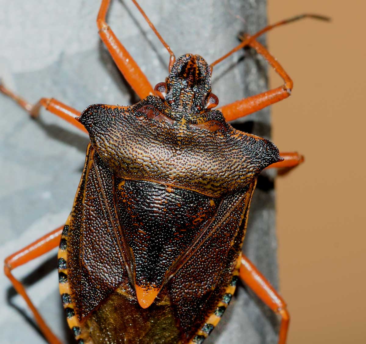 Pentatoma rufipes