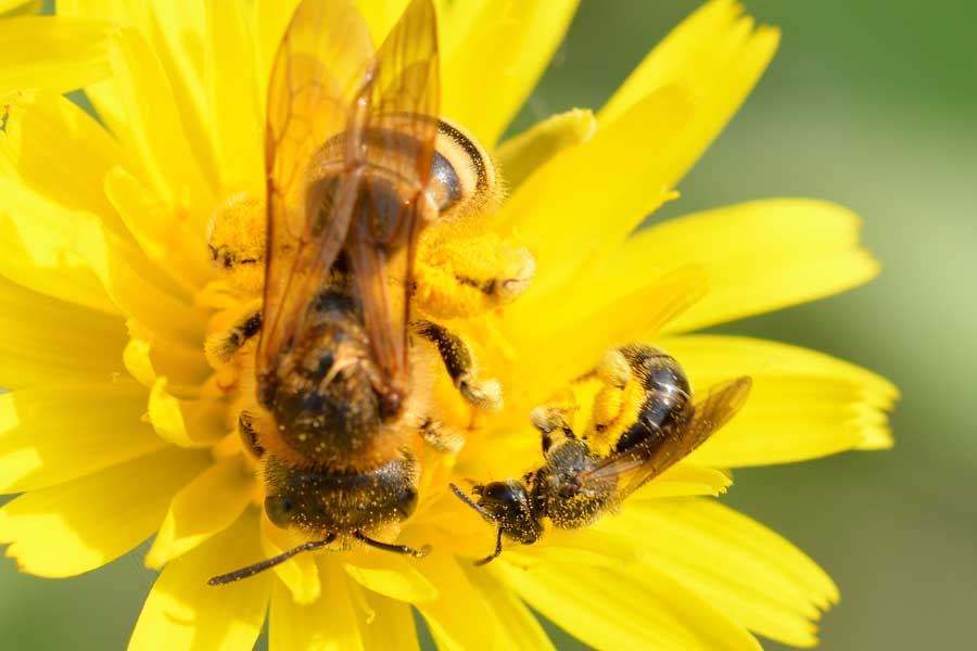 Apidae Halictinae: Lasioglossum  sp. e Halictus cfr. scabiosae