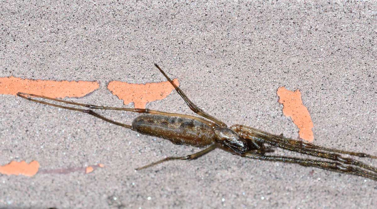 Tetragnatha sp. - Novara