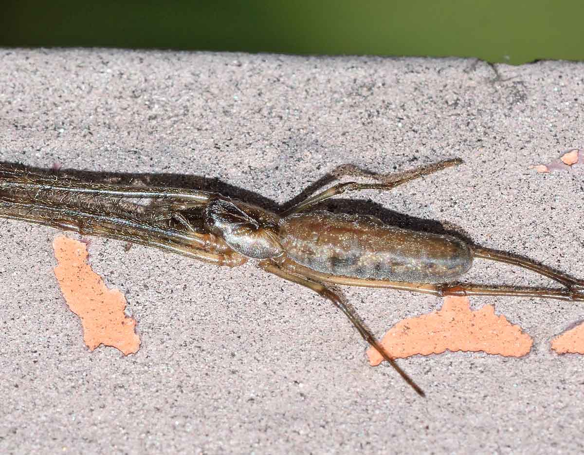 Tetragnatha sp. - Novara