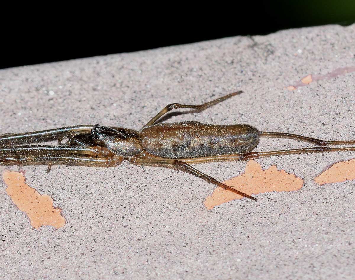 Tetragnatha sp. - Novara