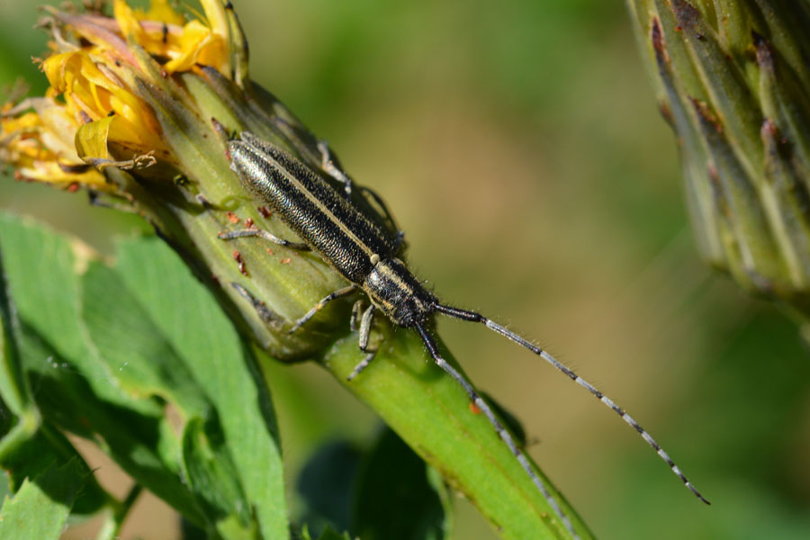 Agapanthia  cardui (Cerambycidae)