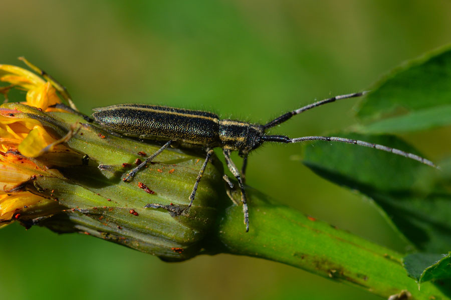 Agapanthia  cardui (Cerambycidae)