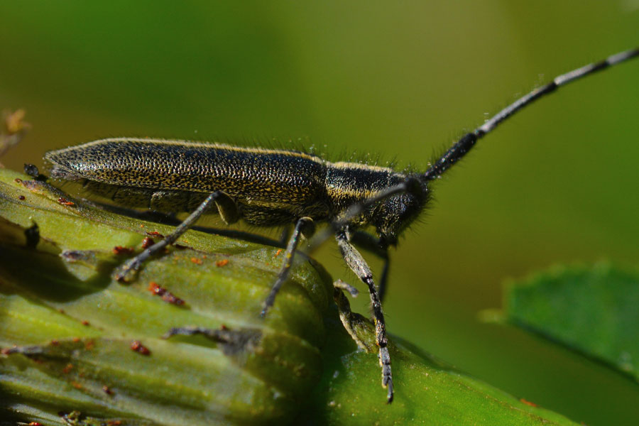 Agapanthia  cardui (Cerambycidae)