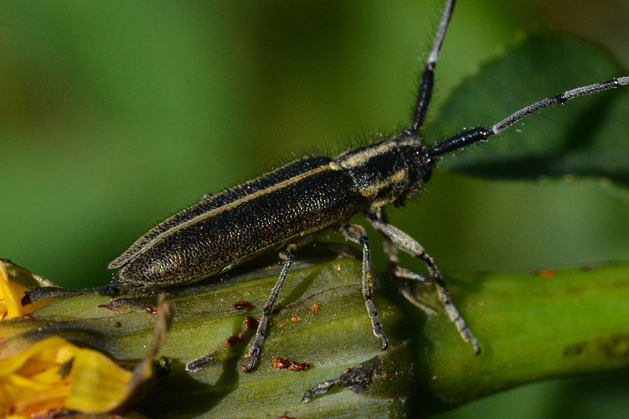 Agapanthia  cardui (Cerambycidae)