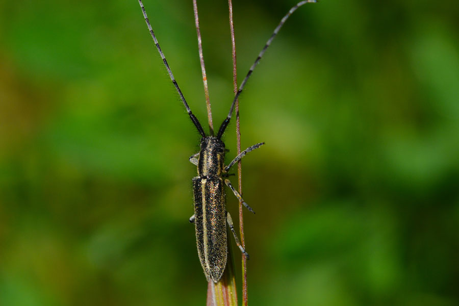 Agapanthia  cardui (Cerambycidae)