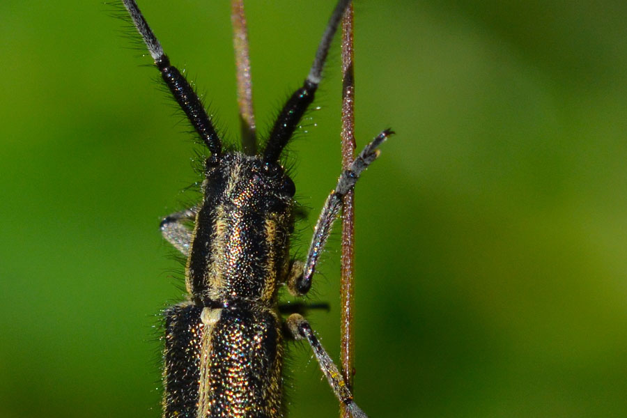 Agapanthia  cardui (Cerambycidae)