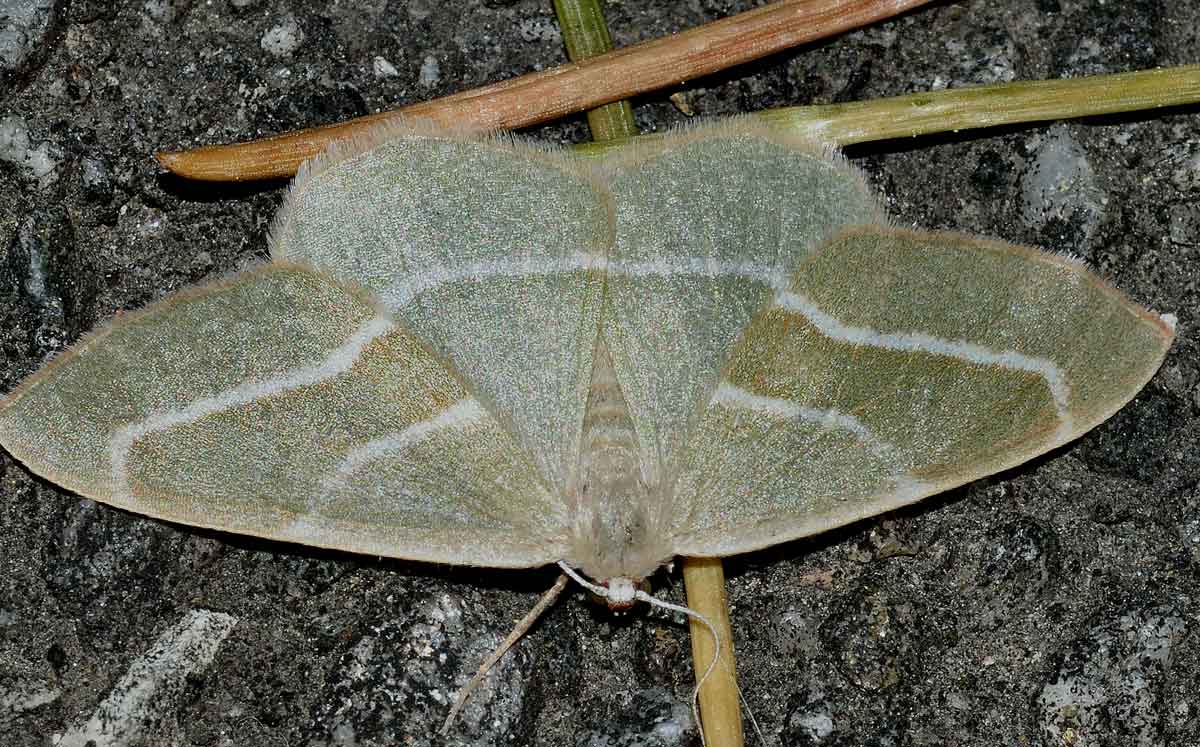 Da identificare - Hylaea fasciaria, Geometridae