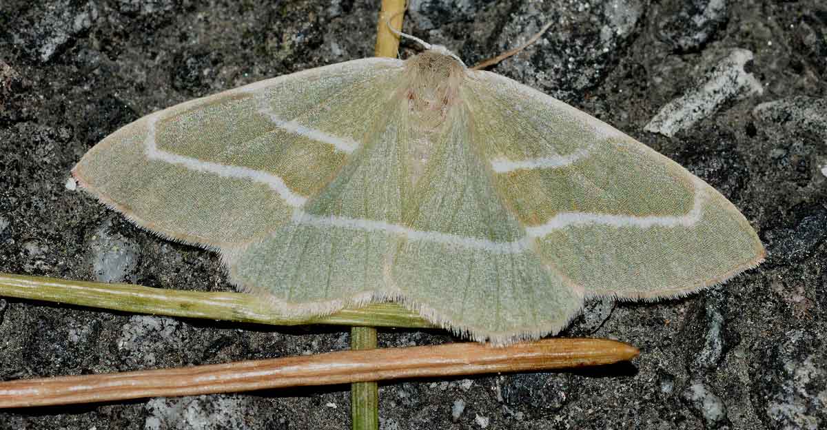 Da identificare - Hylaea fasciaria, Geometridae