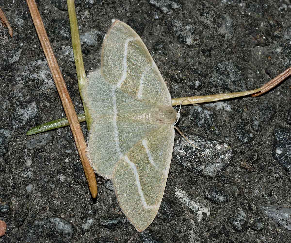 Da identificare - Hylaea fasciaria, Geometridae