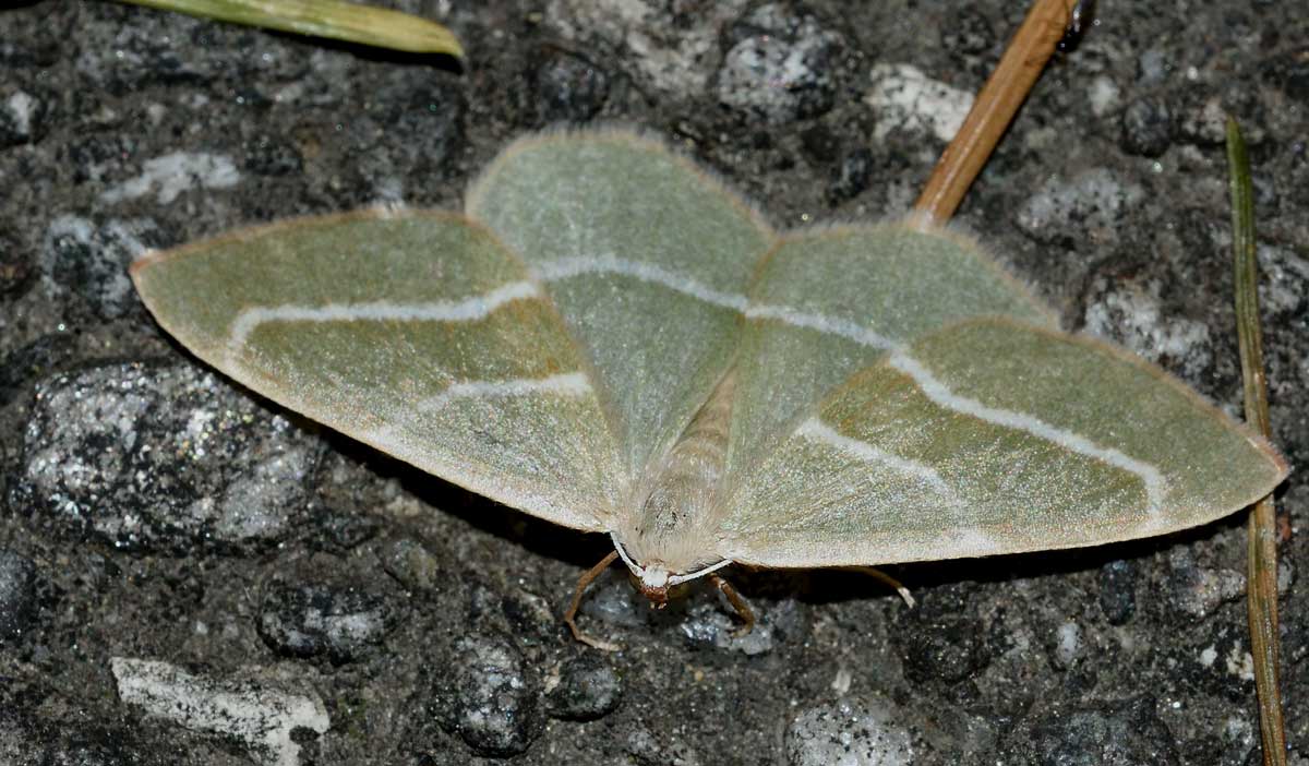 Da identificare - Hylaea fasciaria, Geometridae