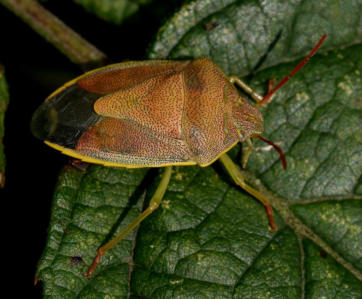 Pentatomidae:   Piezodorus lituratus