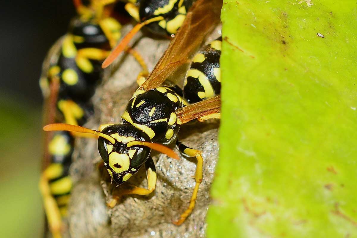 Nido di Polistes gallicus, Vespidae