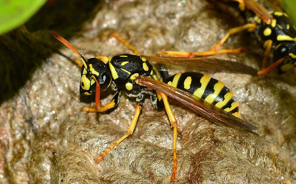 Nido di Polistes gallicus, Vespidae