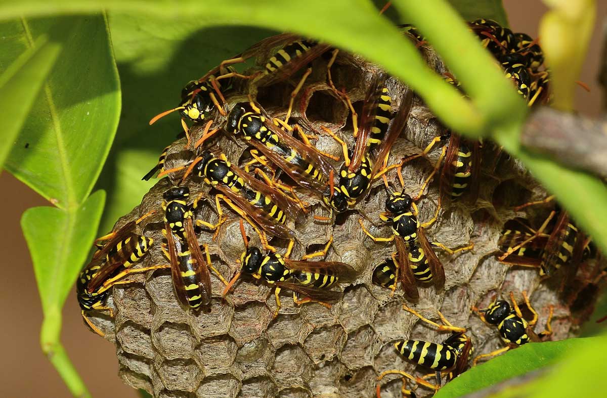 Nido di Polistes gallicus, Vespidae