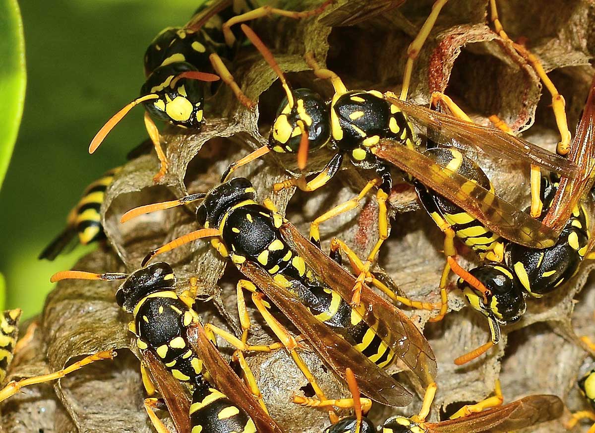 Nido di Polistes gallicus, Vespidae