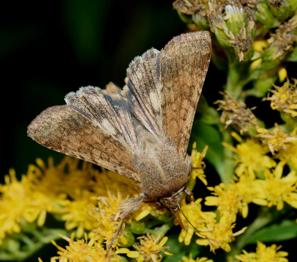 Da identificare - Helicoverpa armigera