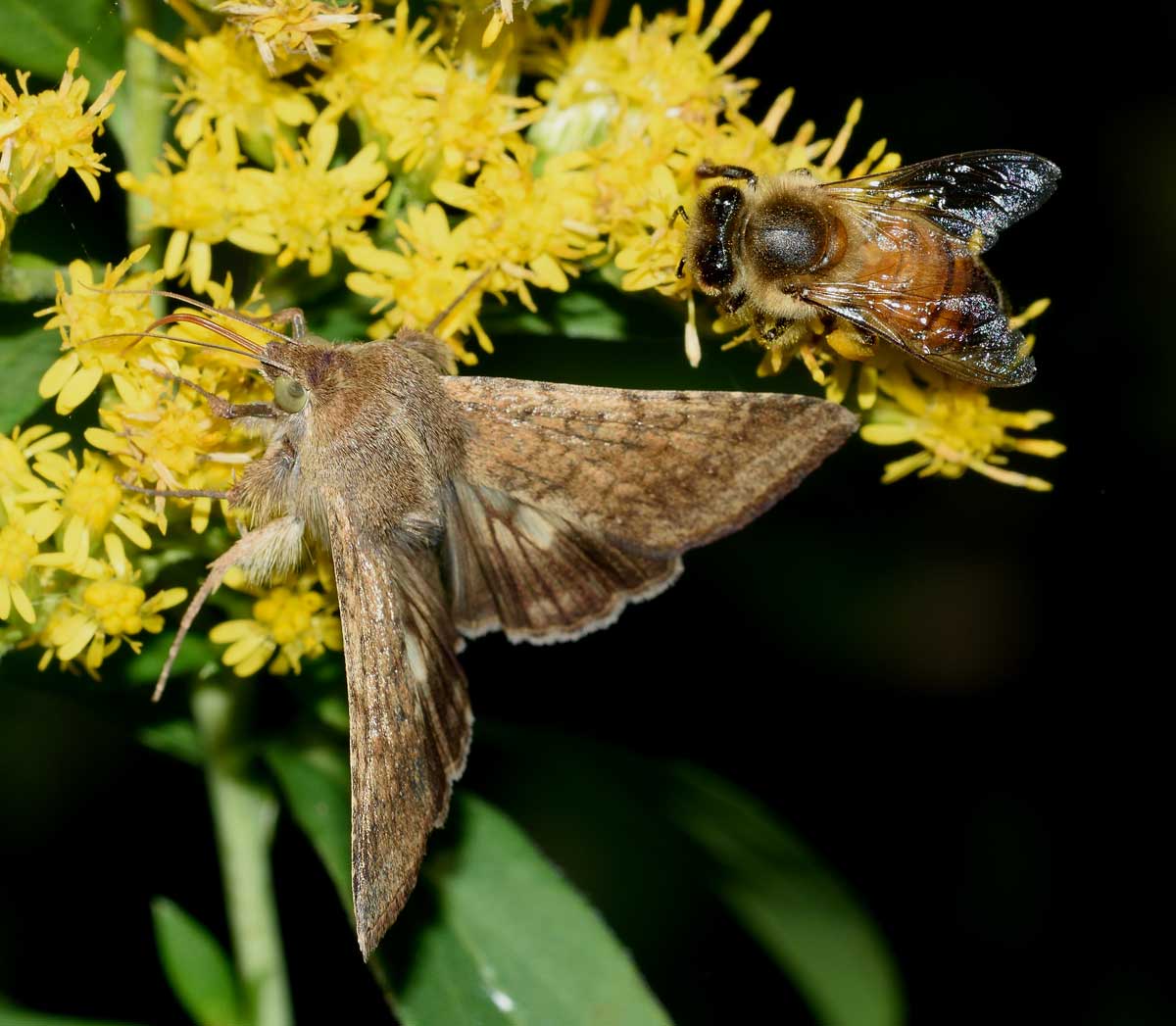 Da identificare - Helicoverpa armigera