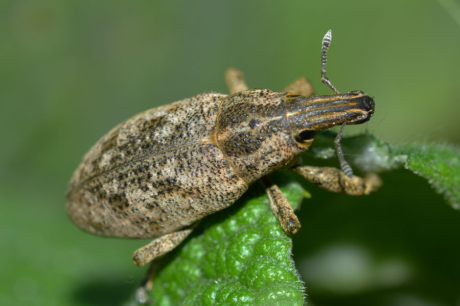 Da identificare - Cleonis pigra