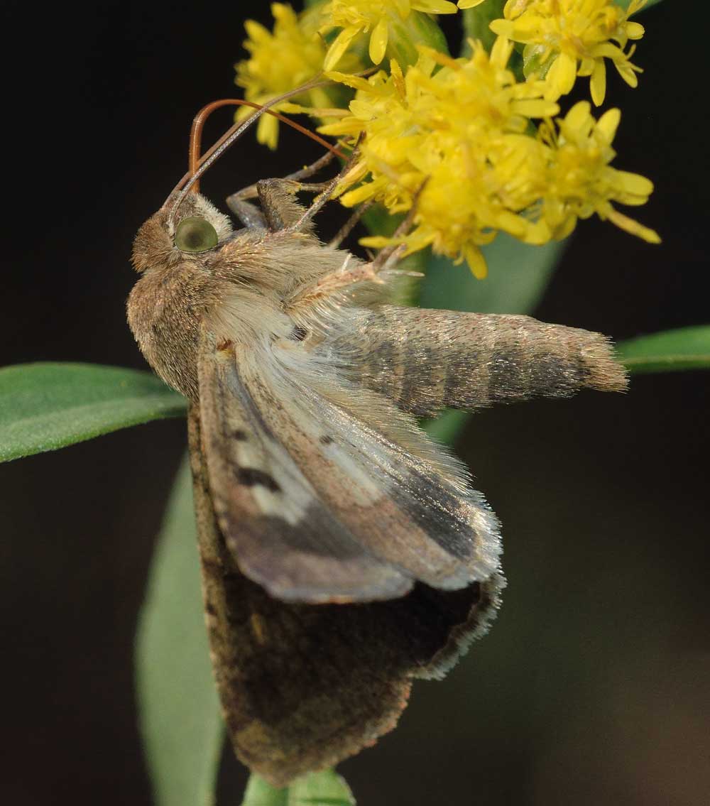 Da identificare - Helicoverpa armigera