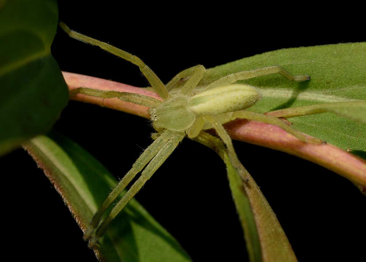 Micrommata virescens e Ebrechtella tricuspidata - Novara