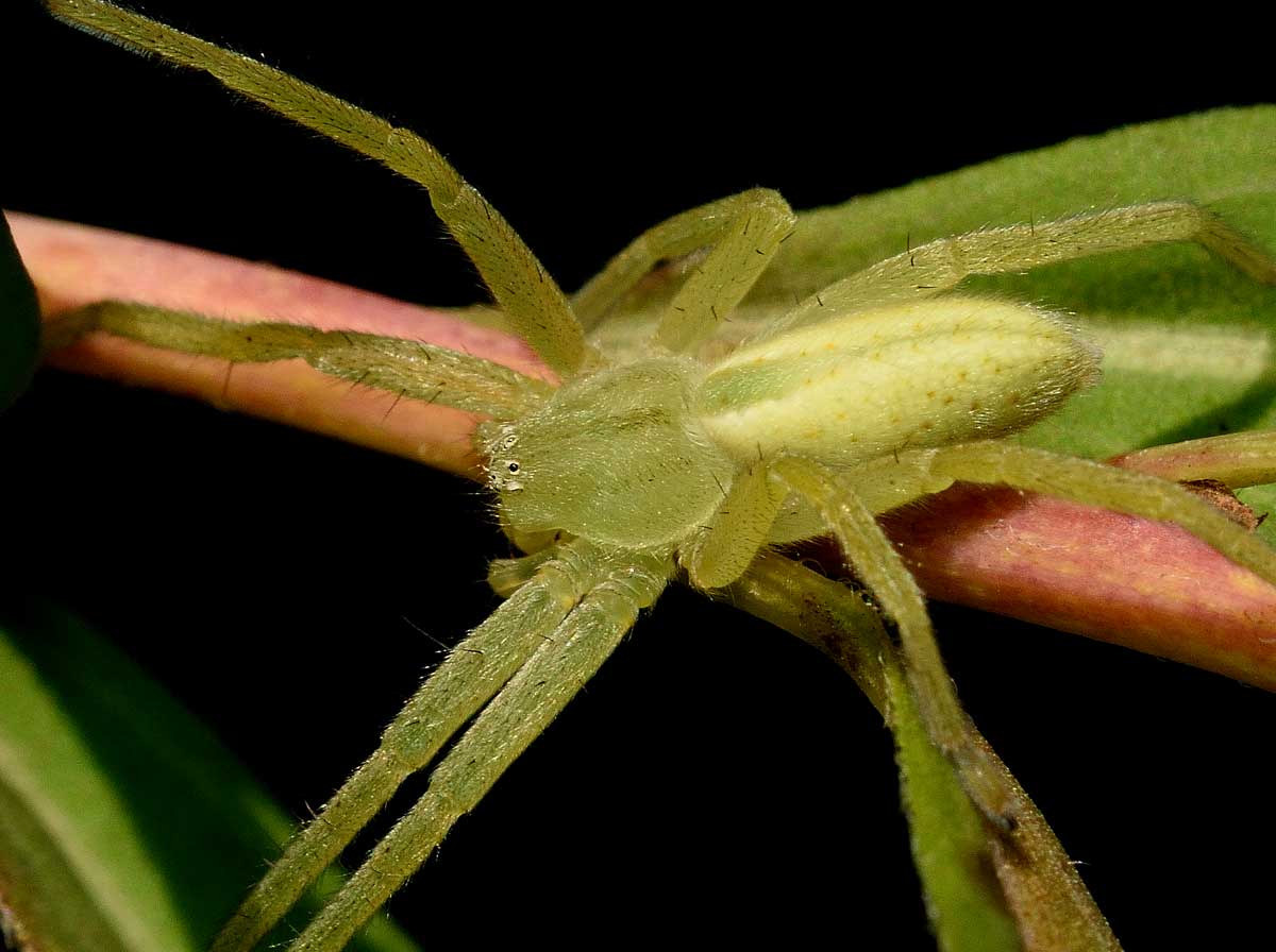 Micrommata virescens e Ebrechtella tricuspidata - Novara