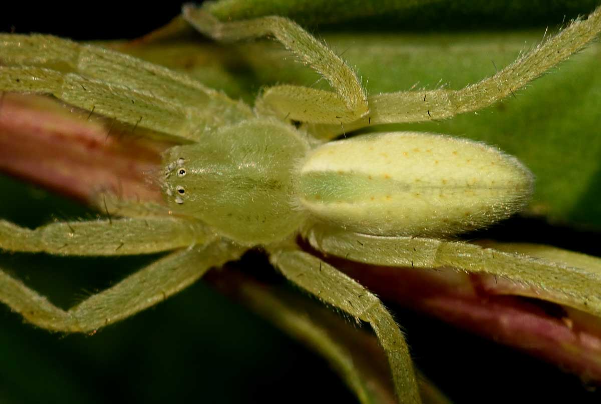 Micrommata virescens e Ebrechtella tricuspidata - Novara