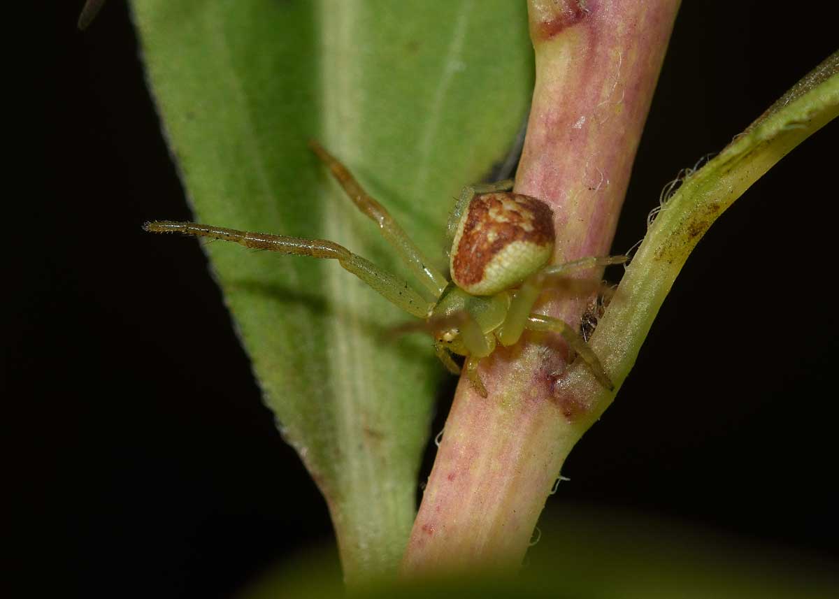 Micrommata virescens e Ebrechtella tricuspidata - Novara