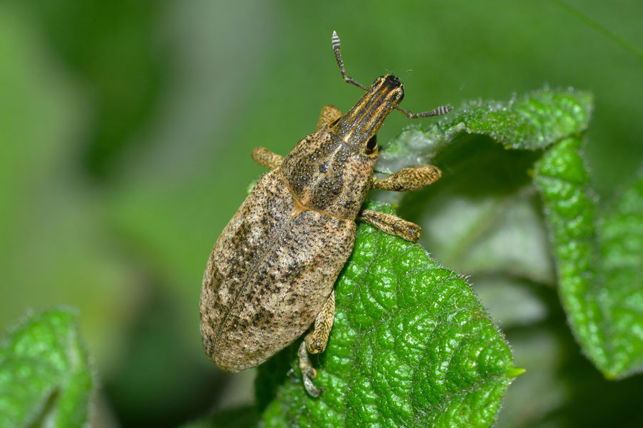 Da identificare - Cleonis pigra