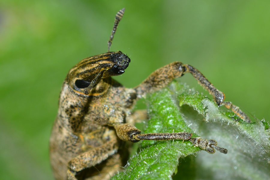 Da identificare - Cleonis pigra