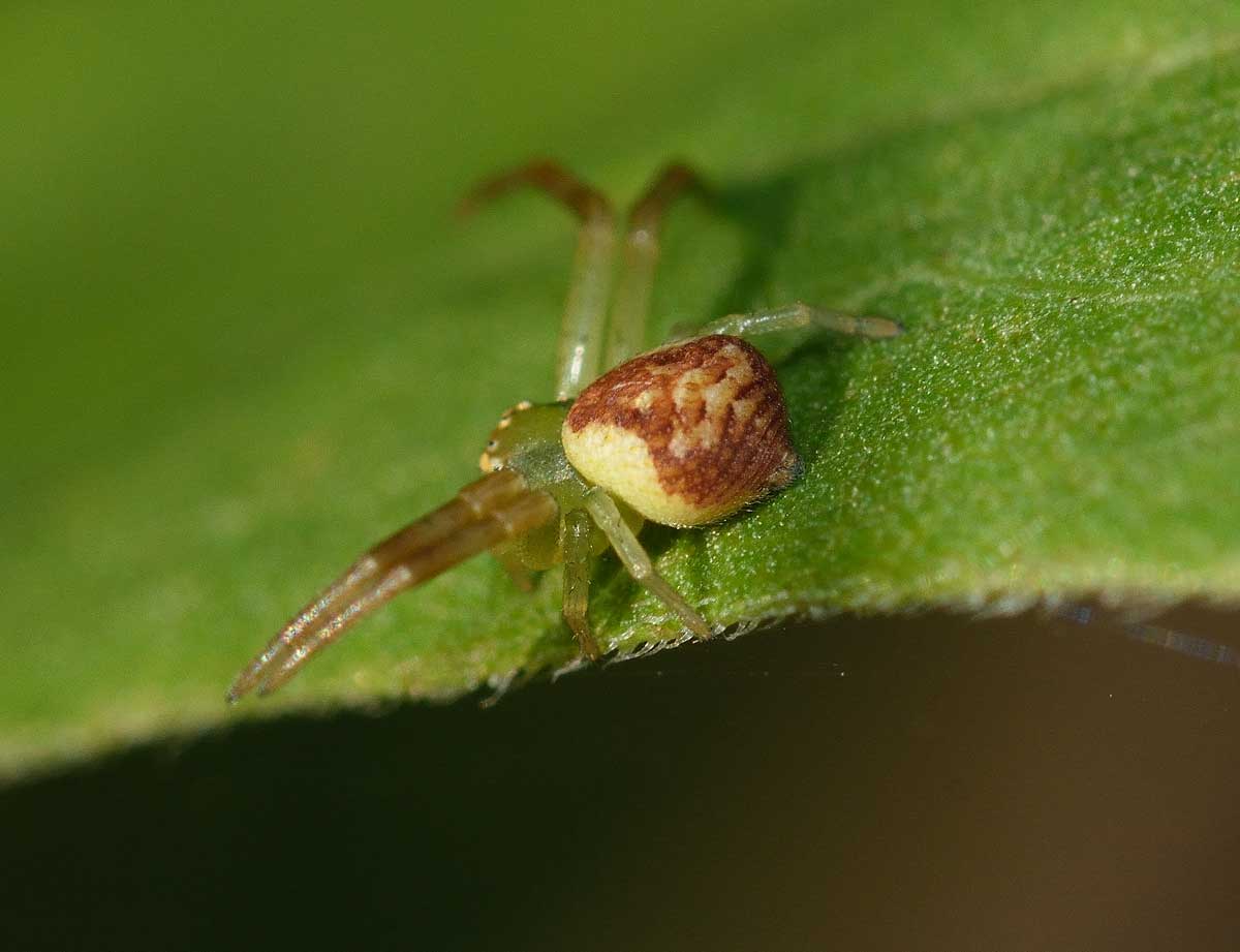 Micrommata virescens e Ebrechtella tricuspidata - Novara