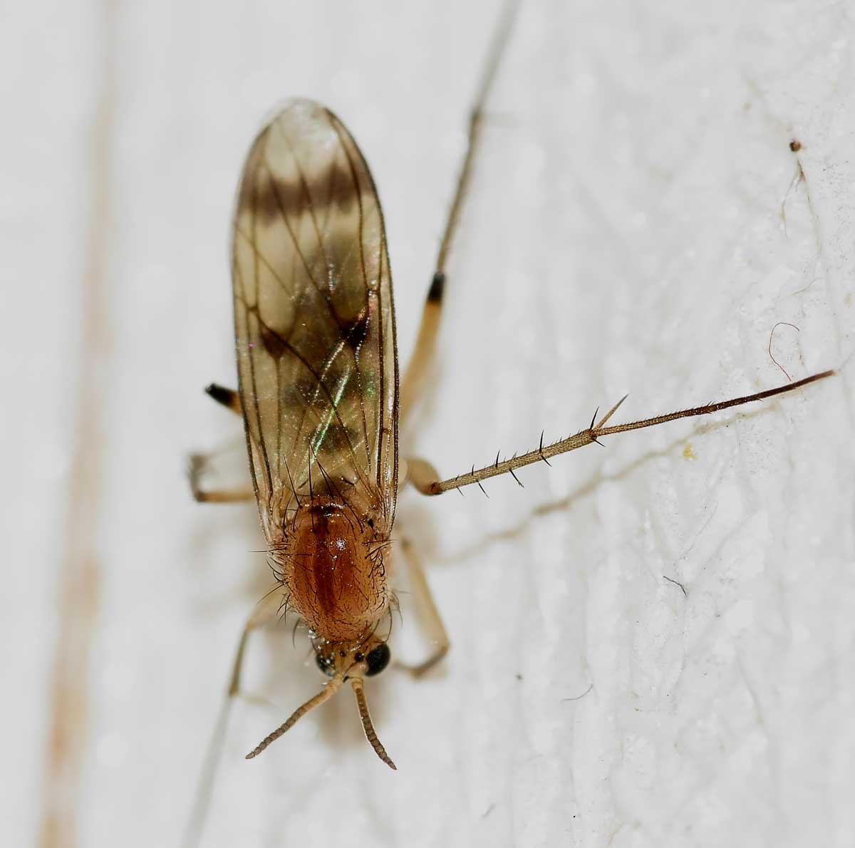 Mycetophilidae