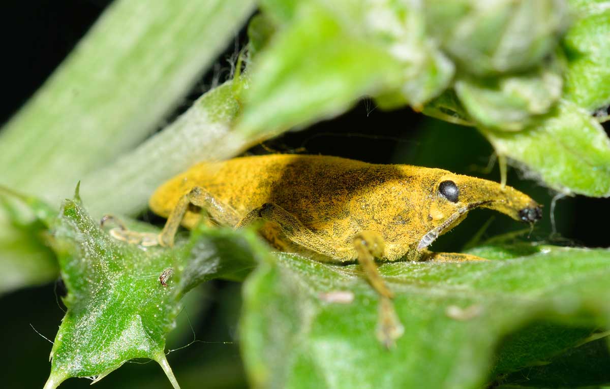 Lixus pulverulentus, Curculionidae