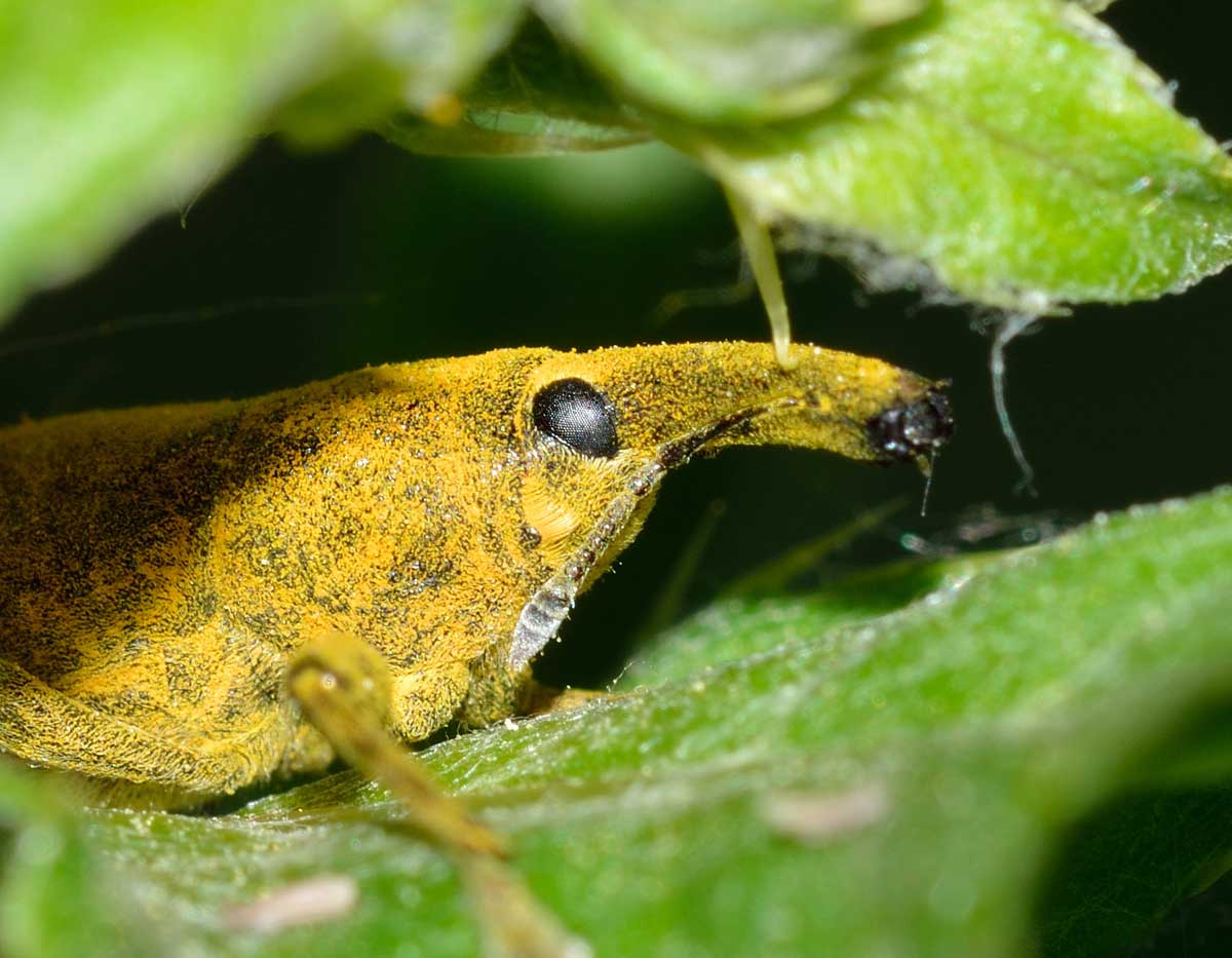 Lixus pulverulentus, Curculionidae