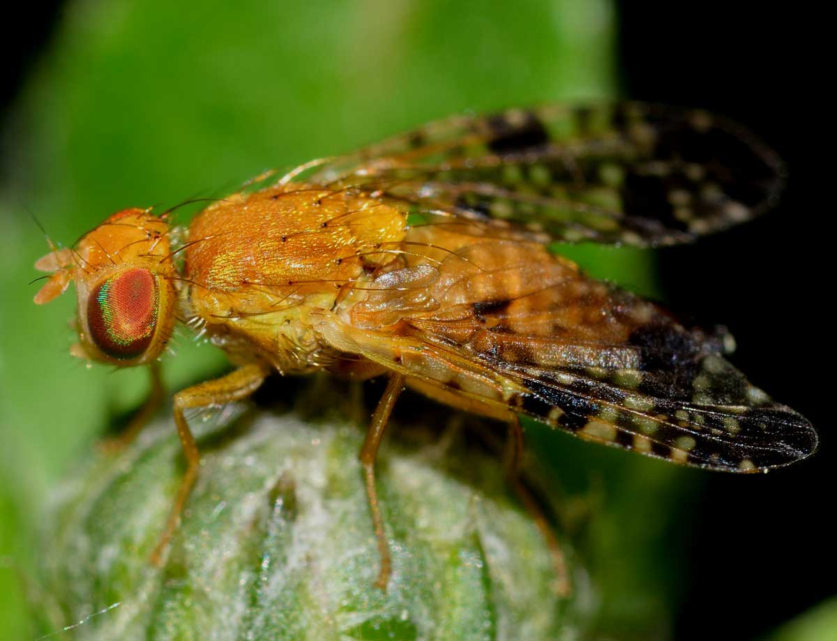 Acinia corniculata (Tephritidae)