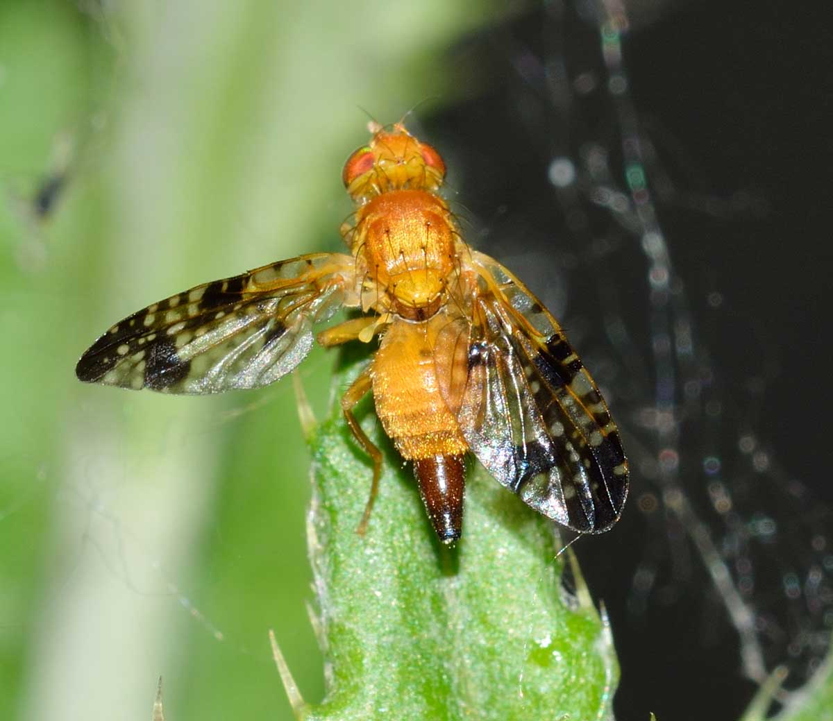 Acinia corniculata (Tephritidae)