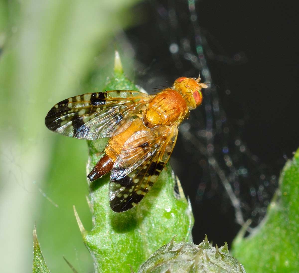 Acinia corniculata (Tephritidae)