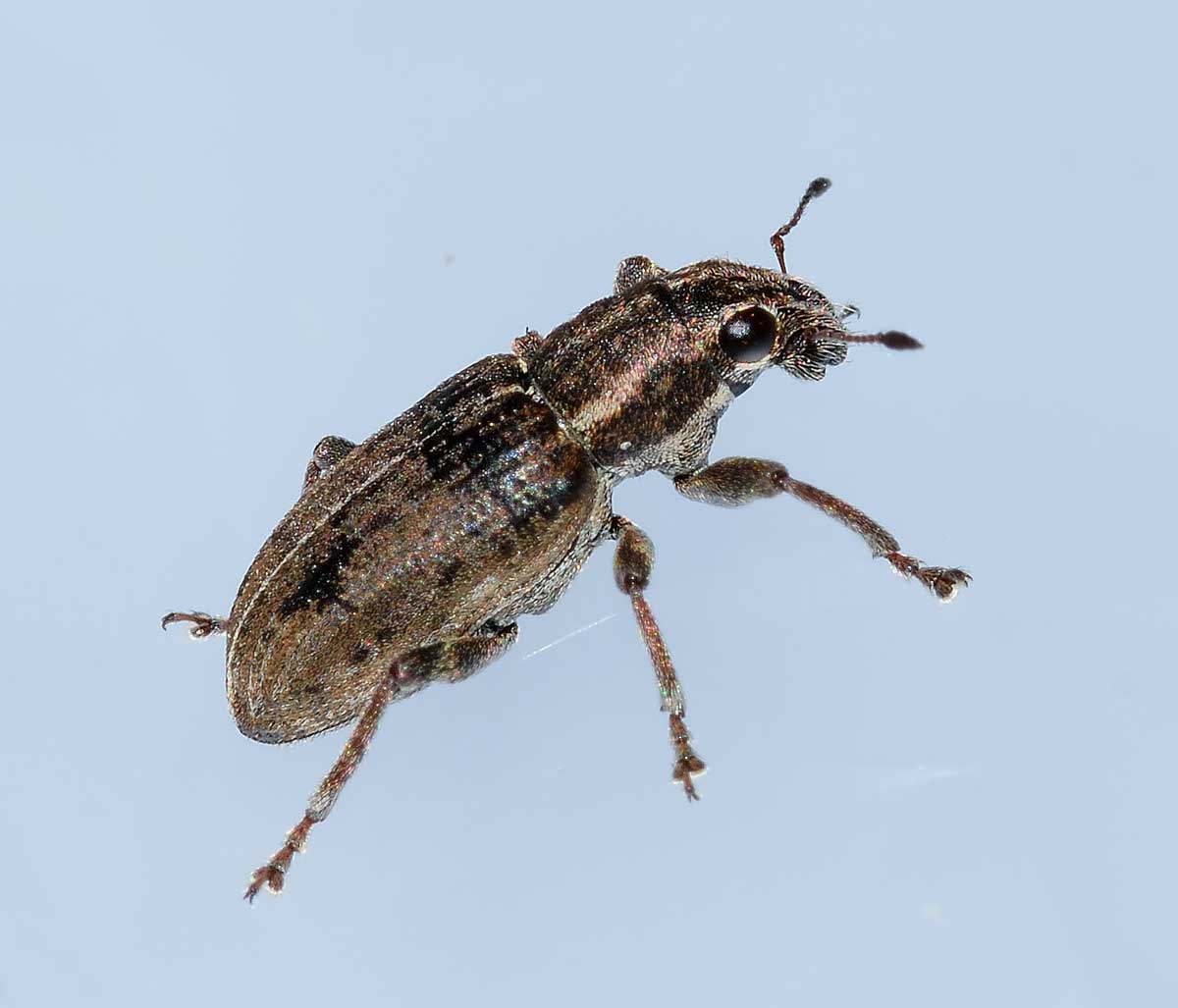 Sitona puncticollis (Curculionidae)