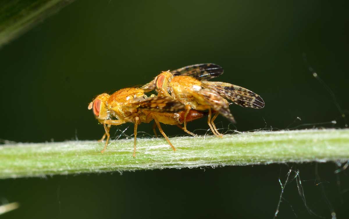 Acinia corniculata (Tephritidae)