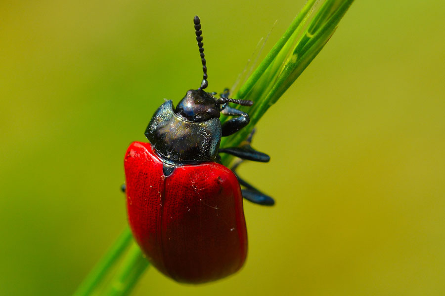 Chrysomela populi