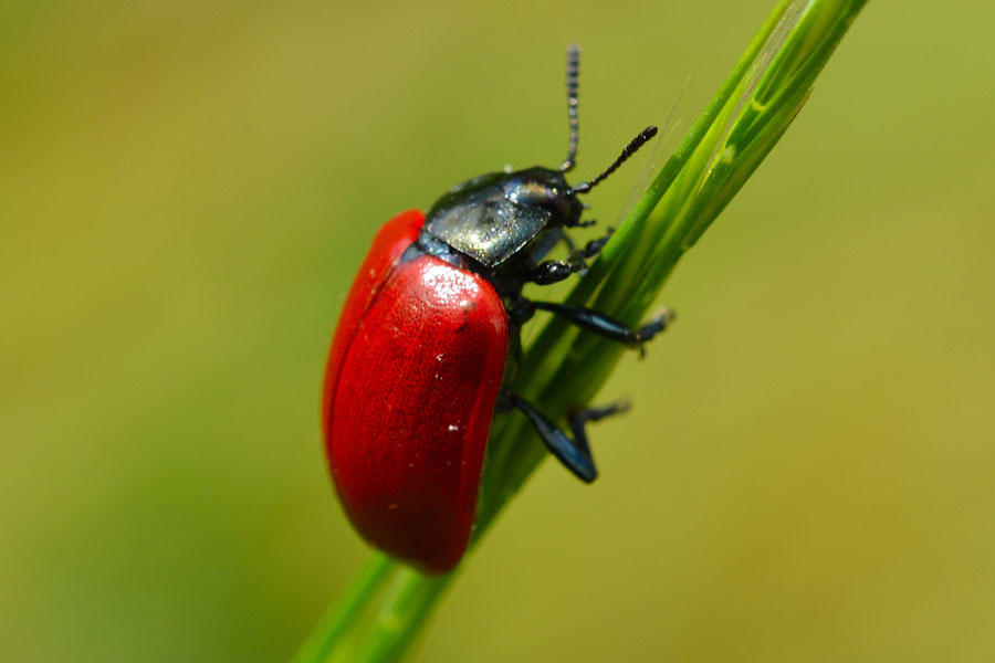 Chrysomela populi